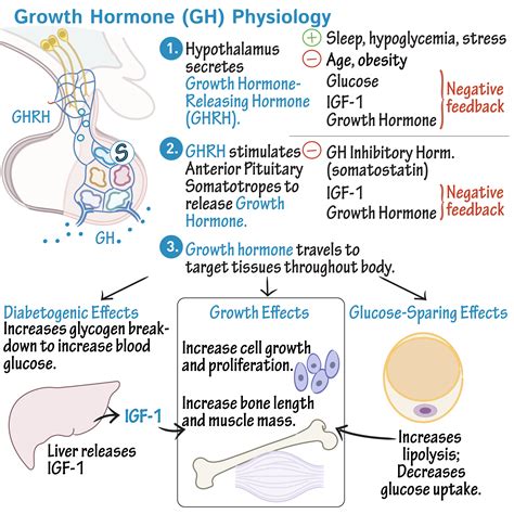 Growth Hormone