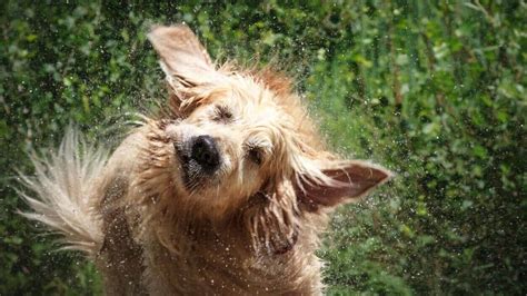 9 Reasons Your Dog Keeps Shaking Their Head