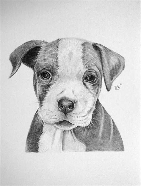 Pencil Pitbull Drawing Easy : How To Draw A Pitbull With Pictures Wikihow - Take your makeup ...