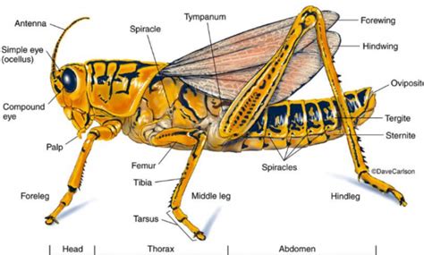 ANATOMI BELALANG : Pengertian, Jenis Dan Organ Luarnya - sChoology.Co ...