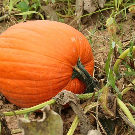 Pumpkin Growth Stages – A Guide For Gardeners