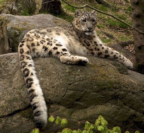 Panthera Blytheae: Oldest Fossil of Big Cat Species Discovered in Tibetan Himalayas