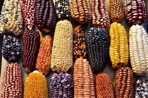 Tipos de maíz PERU | Corn, Indian corn, Cornocopia