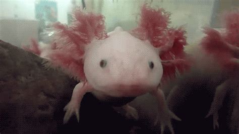 tolteka | Axolotl, Funny gif, Aww