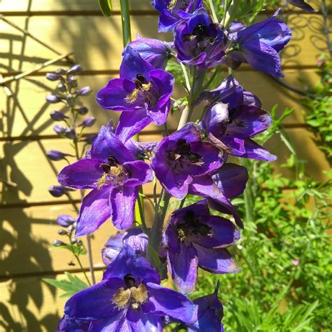 Delphinium 'Black Knight', Delphinium 'Black Knight' in GardenTags ...