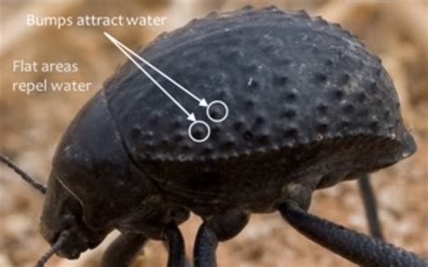 Desert Beetle Inspires Frost Control Technique > ENGINEERING.com