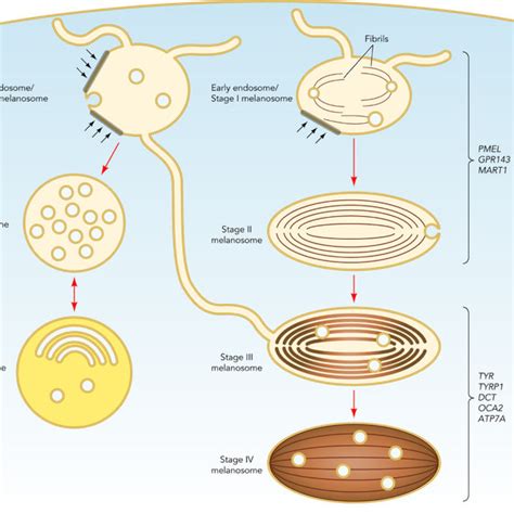 Model of delivery of selected cargoes to late-stage melanosomes | Download Scientific Diagram