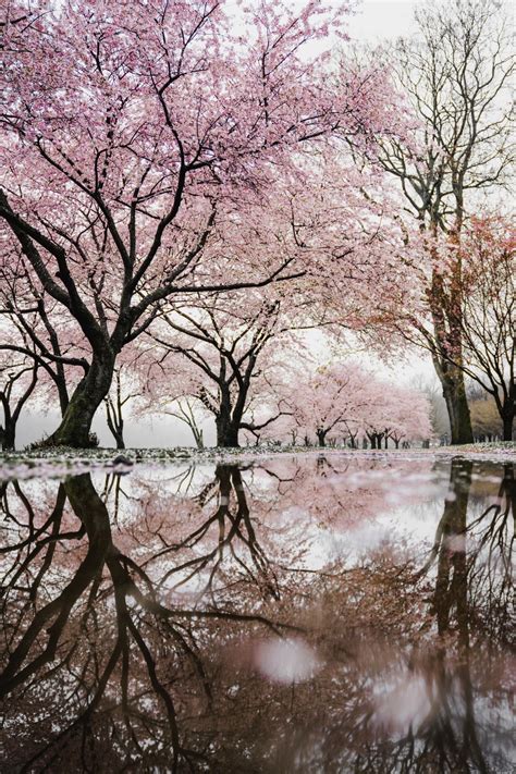 Banco de imagens : árvore, agua, ramo, inverno, plantar, céu, flor, rio, Primavera, reflexão ...