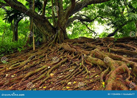 Jamaican Mahogany Tree stock photo. Image of moss, rainforest - 11264456