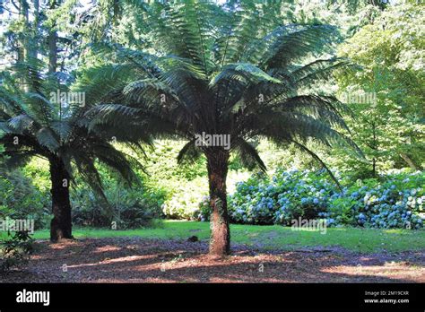 Galloway House Gardens - Scotland Stock Photo - Alamy