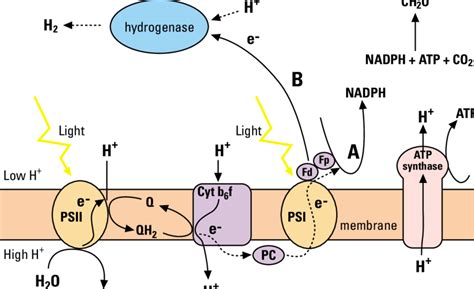 Atp Is Formed When The Thylakoid Lumen - Wasfa Blog