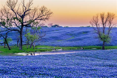 Texas Bluebonnets Wallpapers - Wallpaper Cave