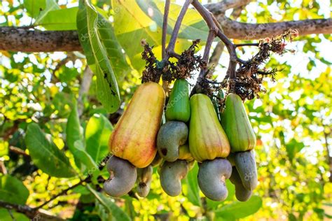 Cashew Tree Stock Photo by ©bannerwega 45306947