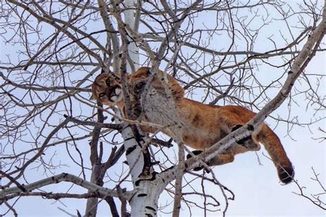 Mountain-lion hunting expands near Aspen; hope is to lessen conflicts with humans | AspenTimes.com