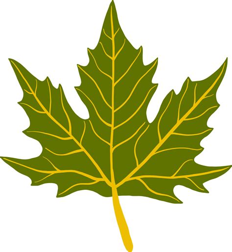 Chinar Leaf PNG