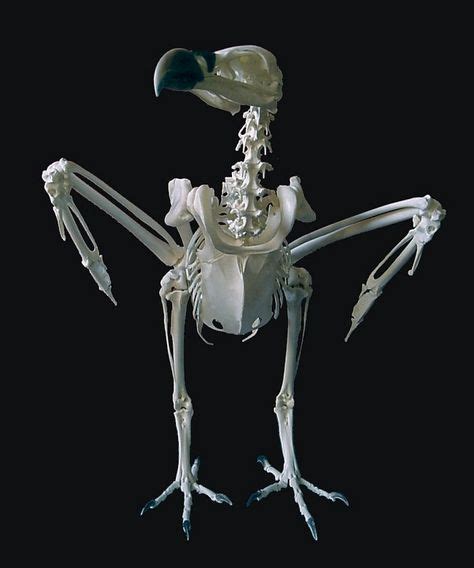 Griffin Vulture | Still Birds - Bones and Parts | Skeleton, Skeleton ...