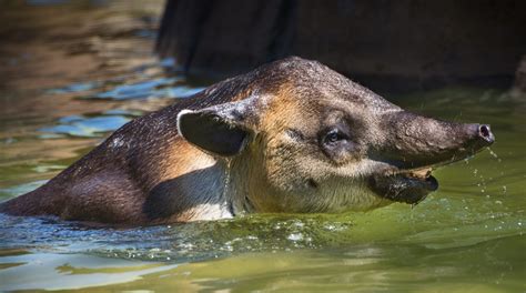 Baird's Tapir - Los Angeles Zoo and Botanical Gardens