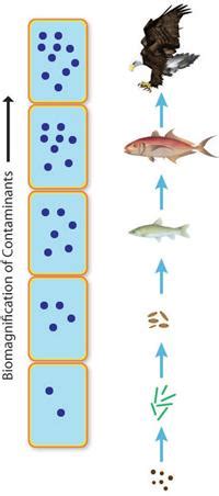 Biomagnification - Energy Education