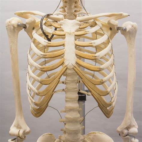 Free photo: Human Skeleton - Bones, Graphics, Human - Free Download - Jooinn