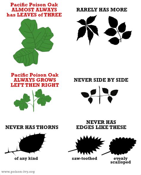 Find Out How To Identify Poison Oak | EarlyExperts