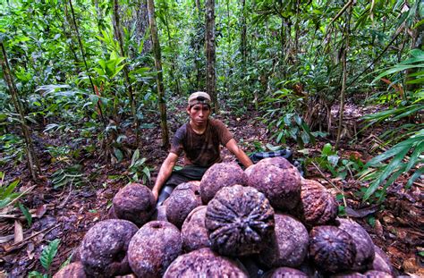 Amazon Rainforest Brazil Nut Tree