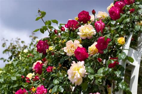 How to care for the climbing rose, climbing rose care and cultivation