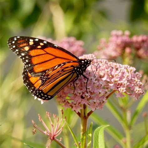 Turning a Yard Into a Butterfly Paradise - FineGardening | Butterfly ...