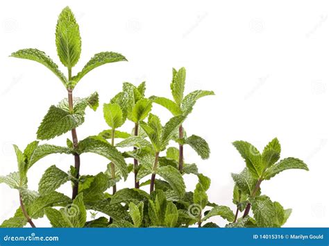 Mint Plant - Spearmint Royalty Free Stock Image - Image: 14015316