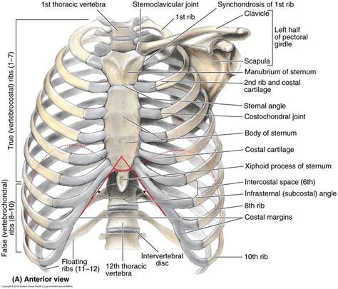 Thorax anterior view of human body biology forums gallery – Artofit