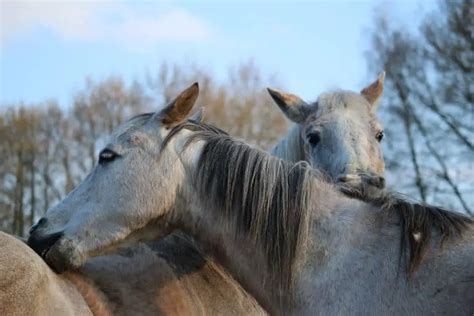 Horse Grooming 101: A Complete Guide for Beginners – Equestrian Boots and Bridles