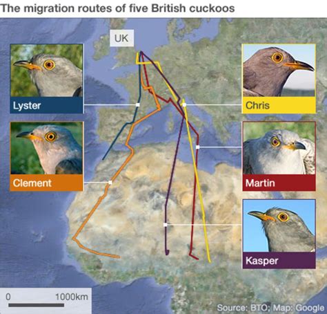 Cuckoo clocks up 60,000 miles of travel between UK and Africa - BBC News