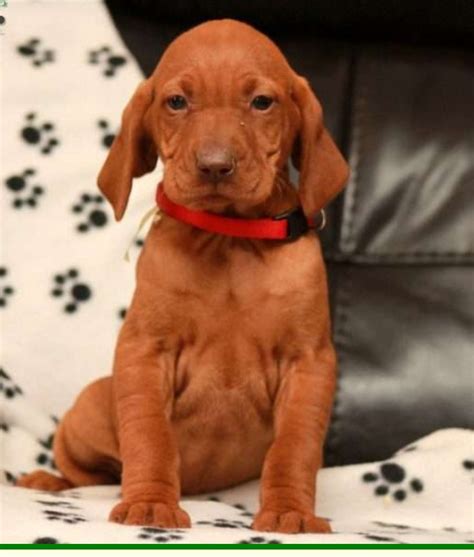 Vizsla Puppies For Sale | Denver, PA #272568 | Petzlover