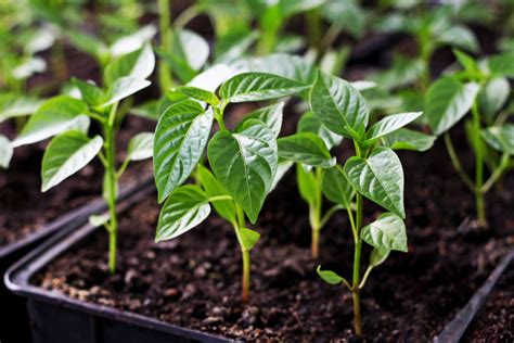 How To Start Pepper Plants From Seed Indoors With Ease!