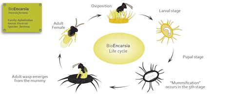 ENCARSIA LIFE CYCLE - BioBee