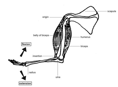Anatomy and Physiology of Animals/Muscles - Wikibooks, open books for an open world