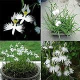 Amazon.com: 100pcs Japanese Radiata Seeds, White Egret Orchid Seeds Bonsai Indoor Outdoor Flower ...