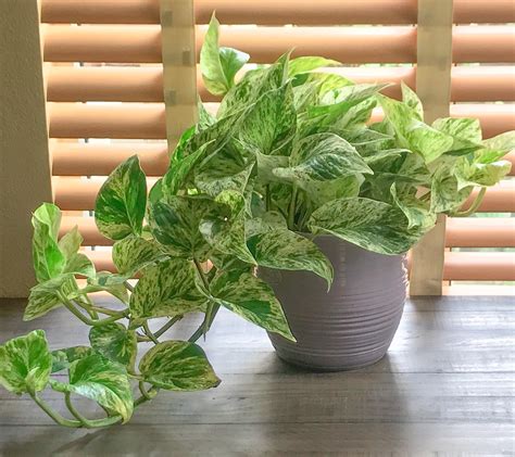 How to Care for a Pothos Plant: The Perfect Houseplant for Gardening Beginners - Natalie Linda
