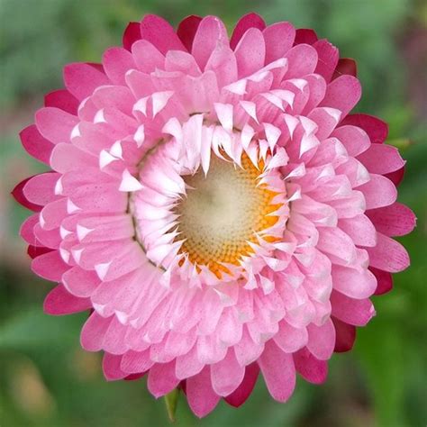 Helichrysum monstrosum - Bright Rose Strawflower x1.5 grams - 3000 seeds (bulk) - Ole Lantana's ...