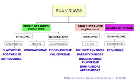 Virus classification