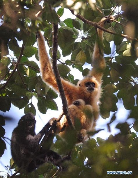 CHINA-HAIKOU-HAINAN GIBBON(CN) | Gibbon, Primates, Hainan