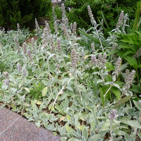 Lamb's Ear Seeds - Stachys Byzantina Lanata Flower Seed Plantas À Prova ...