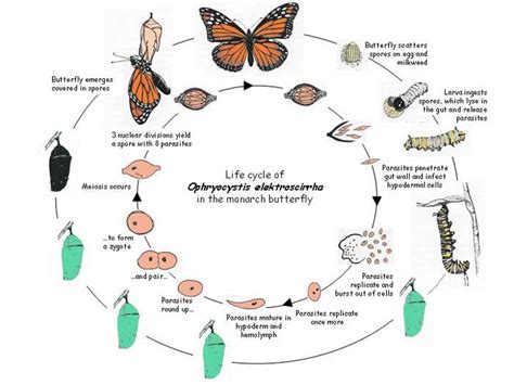 Aphids | BEYONDbones