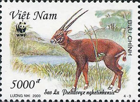 Saola – Pseudoryx nghetinhensis - Critically Endangered Species