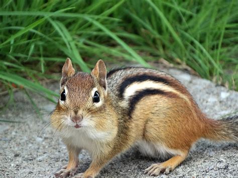 Are Chipmunks on the Rise in Massachusetts?