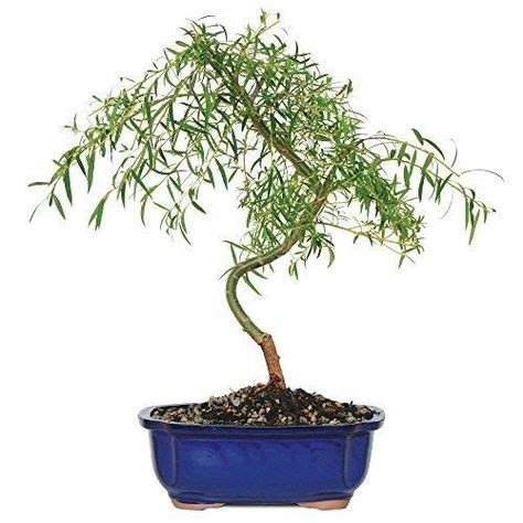 Bonsai Japanese Weeping Willow Tree Foliage Plant 3 Years Best Gift NEW ...