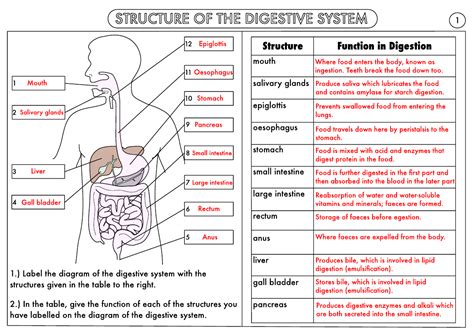 Digestive System Quiz Diagram The Human Digestive System Wor