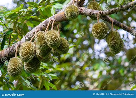 Durian Tree,Fresh Durian Fruit On Tree,Durians Mon Thong Are The Stock ...