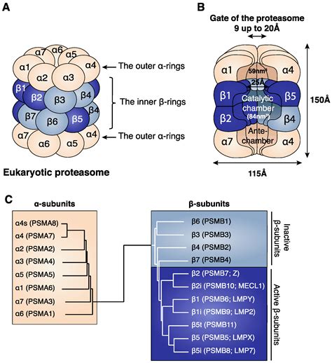 Cells | Free Full-Text | Functional Differences between Proteasome Subtypes