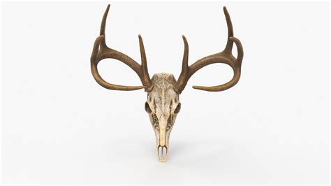 Deer Skull 3D model - TurboSquid 1895213