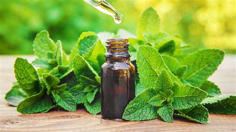 10 Benefits and Uses of Peppermint Oil | Nikura